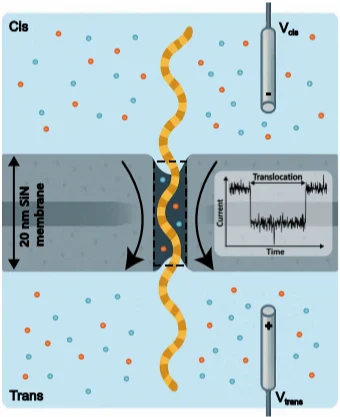 DNA translocation through solid-state nanopore showing ionic current modulation during single-molecule sensing